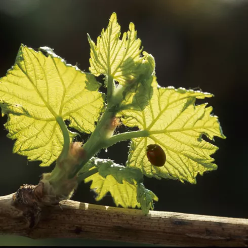  Vom richtigen Umgang mit dem unverzichtbaren Grün: Laubarbeiten im Weinberg