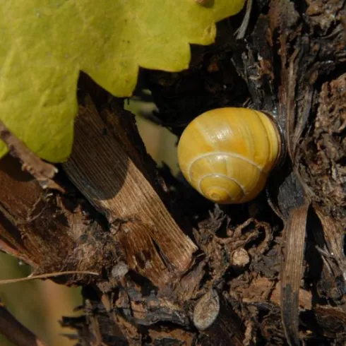 Originalität: Immer mehr Winzer arbeiten biodynamisch