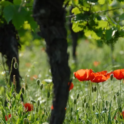 Im Weinberg dürfen nicht nur die Rebstöcke blühen: Bodenbearbeitung und Begrünung