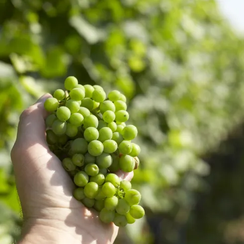 Statt Baggersee und Biergarten: Grüne Lese im Rebenmeer