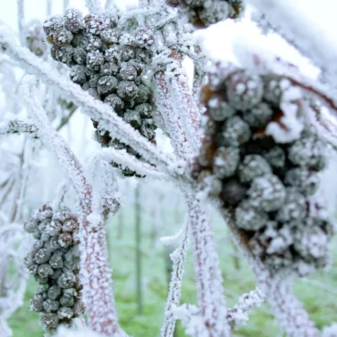 Eiswein: Frostige Rarität mit der Süße des Sommers