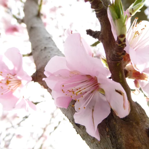 Mandelblüte
