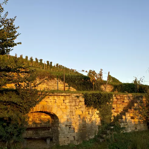 Pfälzer Terroir