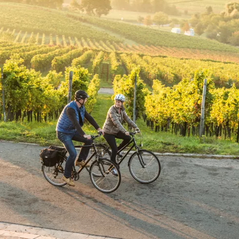 Radfahren entlang an Weinreben an der Südlichen Weinstraße