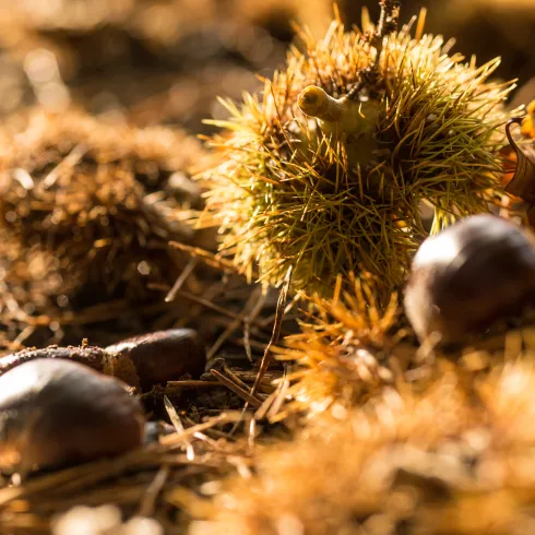 Nahaufnahme der Pfälzer Esskastanie