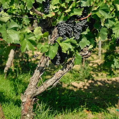Weinstock mit blauen Trauben