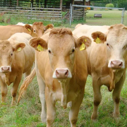 Vier Glanrinder auf einer Weide