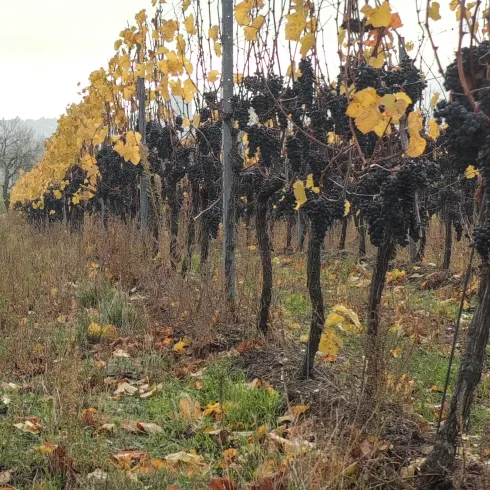 Trauben für Eiswein am Rebstock