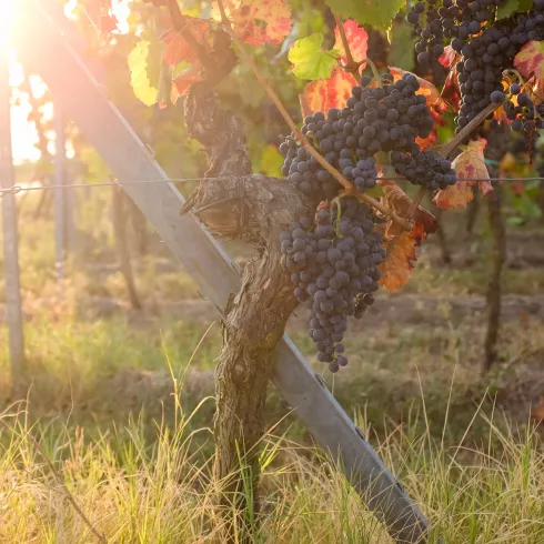 Herbstliche Morgensonne im Weinberg