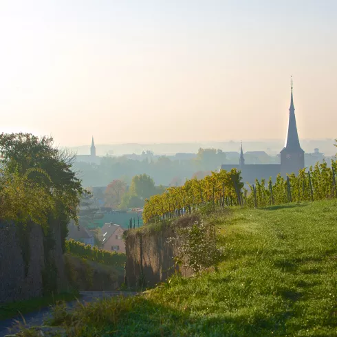 Durch die Deidesheimer Weinberge (© Kurt E. Groß) Blick über die Deidesheimer Weinberge