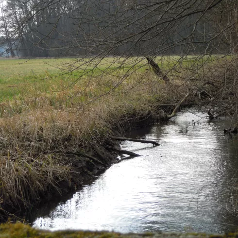 Der Otterbach (© Südpfalz Tourismus Kandel e.V., Sabine Bock) Der Otterbach bei Kandel