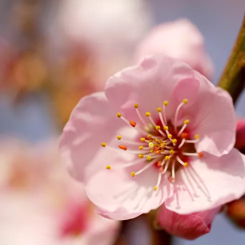 Veranstaltungen und Führungen zur Mandelblüte