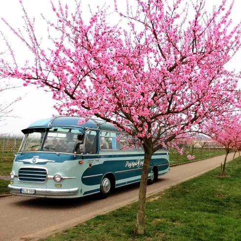 Der Oldtimer Bus unter blühenden Mandelbäumen