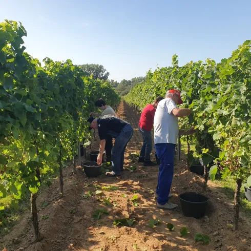 Startschuss für die Weinlese-Saison