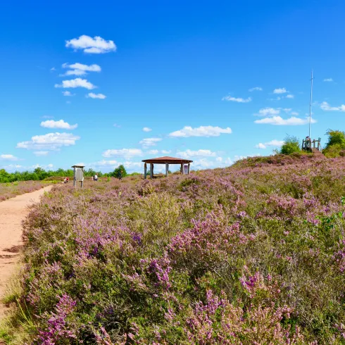 Die Mehlinger Heide