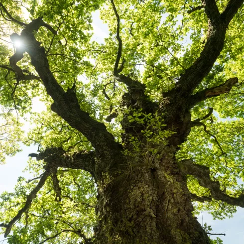 Remigius Wanderweg