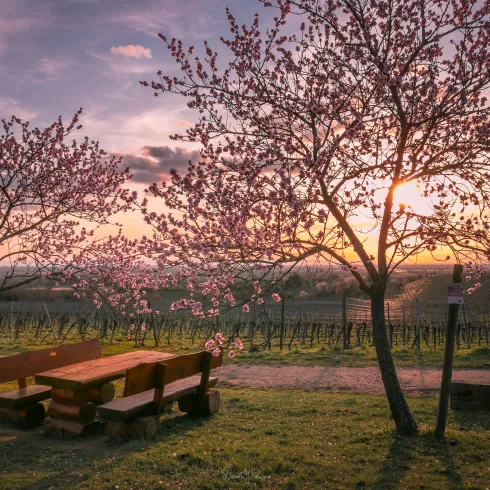 Herrliche rosa Mandelblüte am Mandel Lehrpfad Gimmeldingen