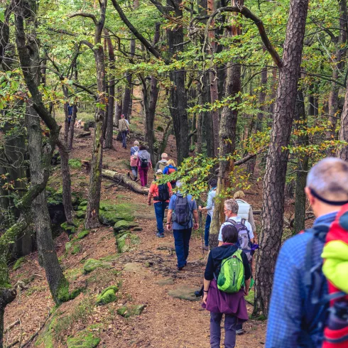 Kastanienwanderung bei Hauenstein im Pfälzerwald Richtung Geiersteine