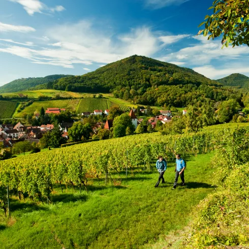 Weinreisen in der Pfalz - Weinsteig bei Leinsweiler