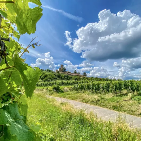 Blick auf die Wachtenburg in Wachenheim