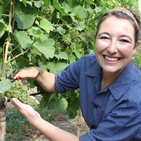 Weinlesebeginn in der Pfalz