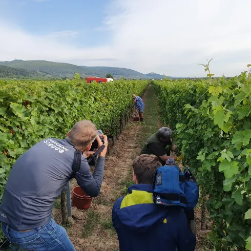 Die Weinlese in der Pfalz beginnt