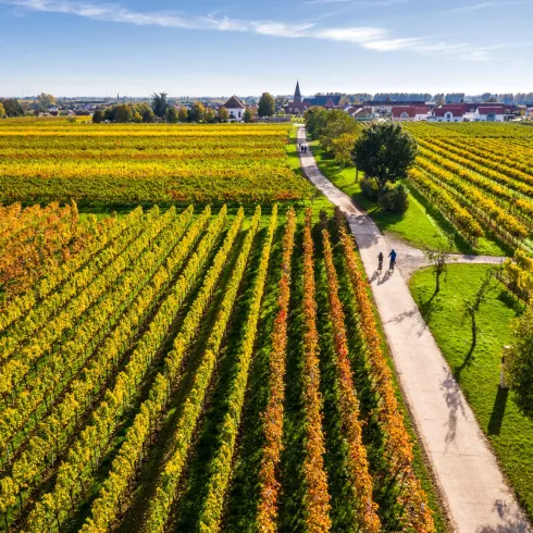 Herbstliches Rebenmeer 