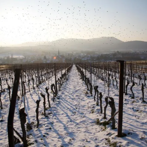 Göcklingen im Schnee