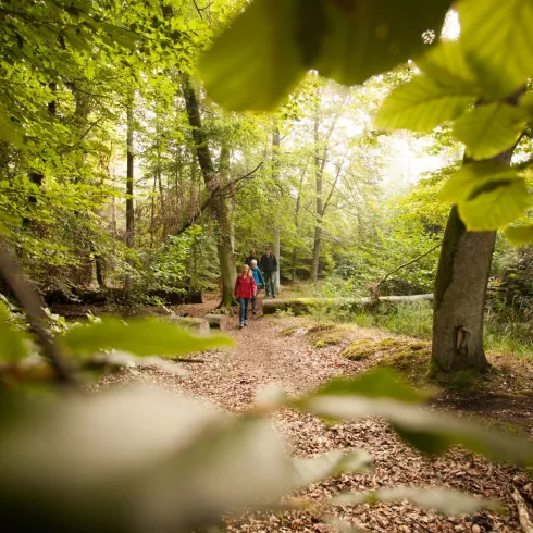 Familie beim Wandern durch den Bienwald