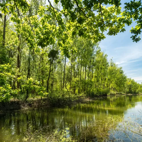 Auf dem Treidlerweg am Altrhein in der Südpfalz