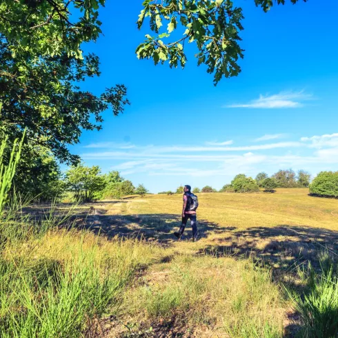 Wanderer auf Veldenz Wanderweg unterwegs auf Anhöhe zwischen Feld und Bäumen