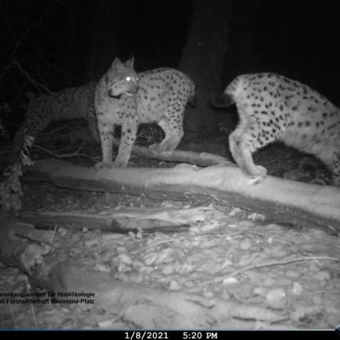 Nachtaufnahme zweier Luchs-Jungtiere bei Waldfisch-Burgalben im Pfälzerwald