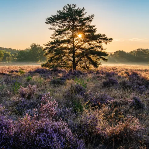 Mehlinger Heide zur Blütezeit