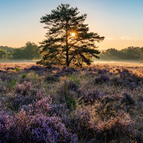 Mehlinger Heide zur Blütezeit