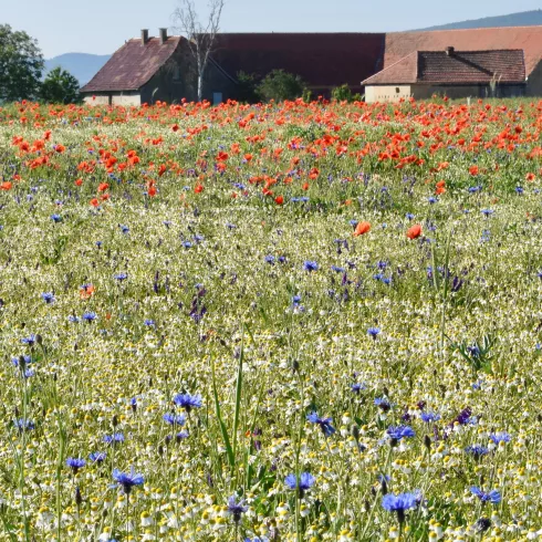 Blumenwiese vor einem alten Bauernhof auf Etappe 5 des Pfälzer Höhenwegs