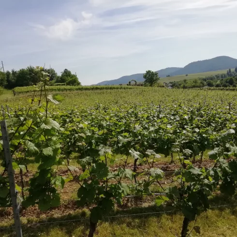 Burgunderweinberg bei Ilbesheim