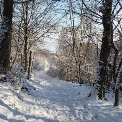 Winterwald (© Donnersberg-Touristik-Verband, Sigrid Rahm) Winterwald