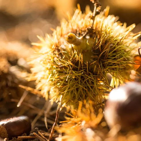 Stacheliges Früchtchen