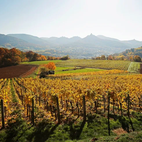 Pfalz Herbst Weinberge Rebenmeer Annweiler