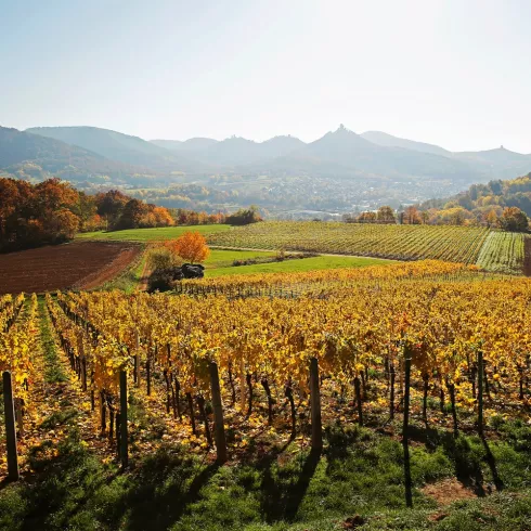 Pfalz Herbst Weinberge Rebenmeer Annweiler