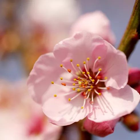 Nahaufnahme Mandelblüte