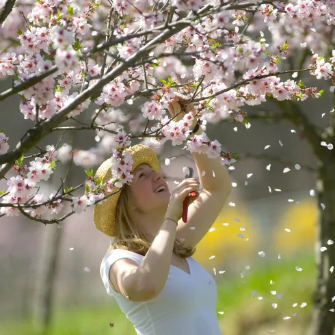 Mandelblüte mit Frau 