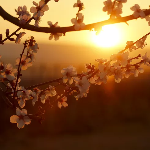 Mandelblütenzweig im Sonnenuntergang