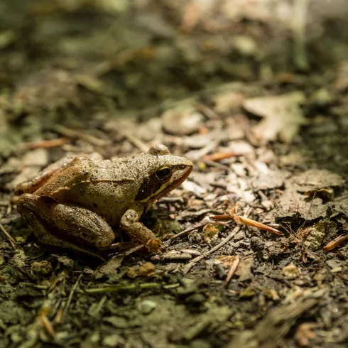 Frosch im Wald