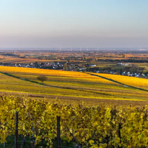 Weinlandschaft Kleine Kalmit