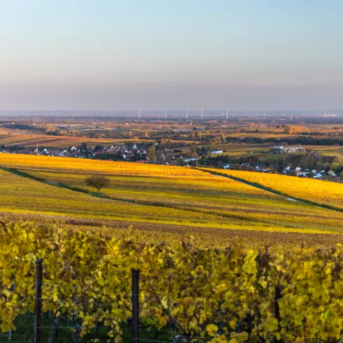 Weinlandschaft Kleine Kalmit