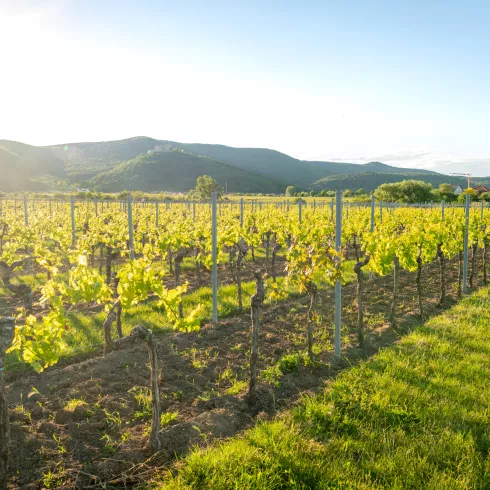 Weinberge Neustadt