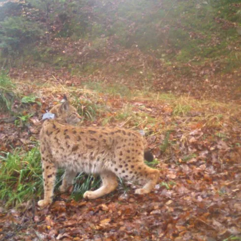 Luchs im Pfälzerwald