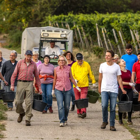 Weinlese in der Pfalz 2022