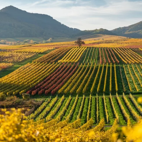 Herbst an der Kleinen Kalmit